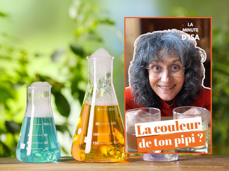 Que dit la couleur des urines ? Par Isa, la naturopathe de la marinette